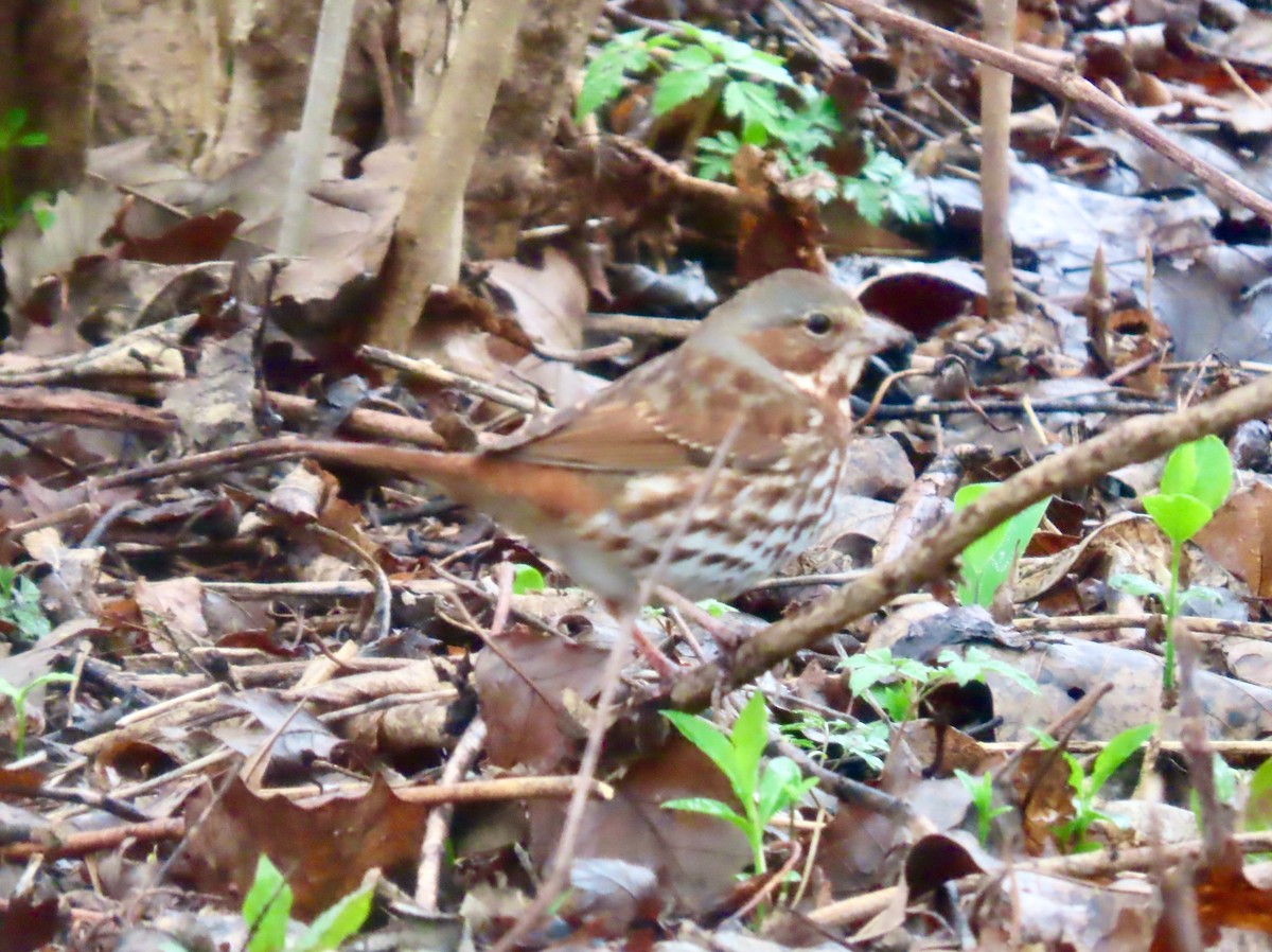 Fox Sparrow (Red) - ML634107891