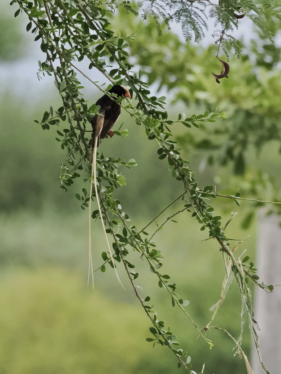 Straw-tailed Whydah - ML634107922