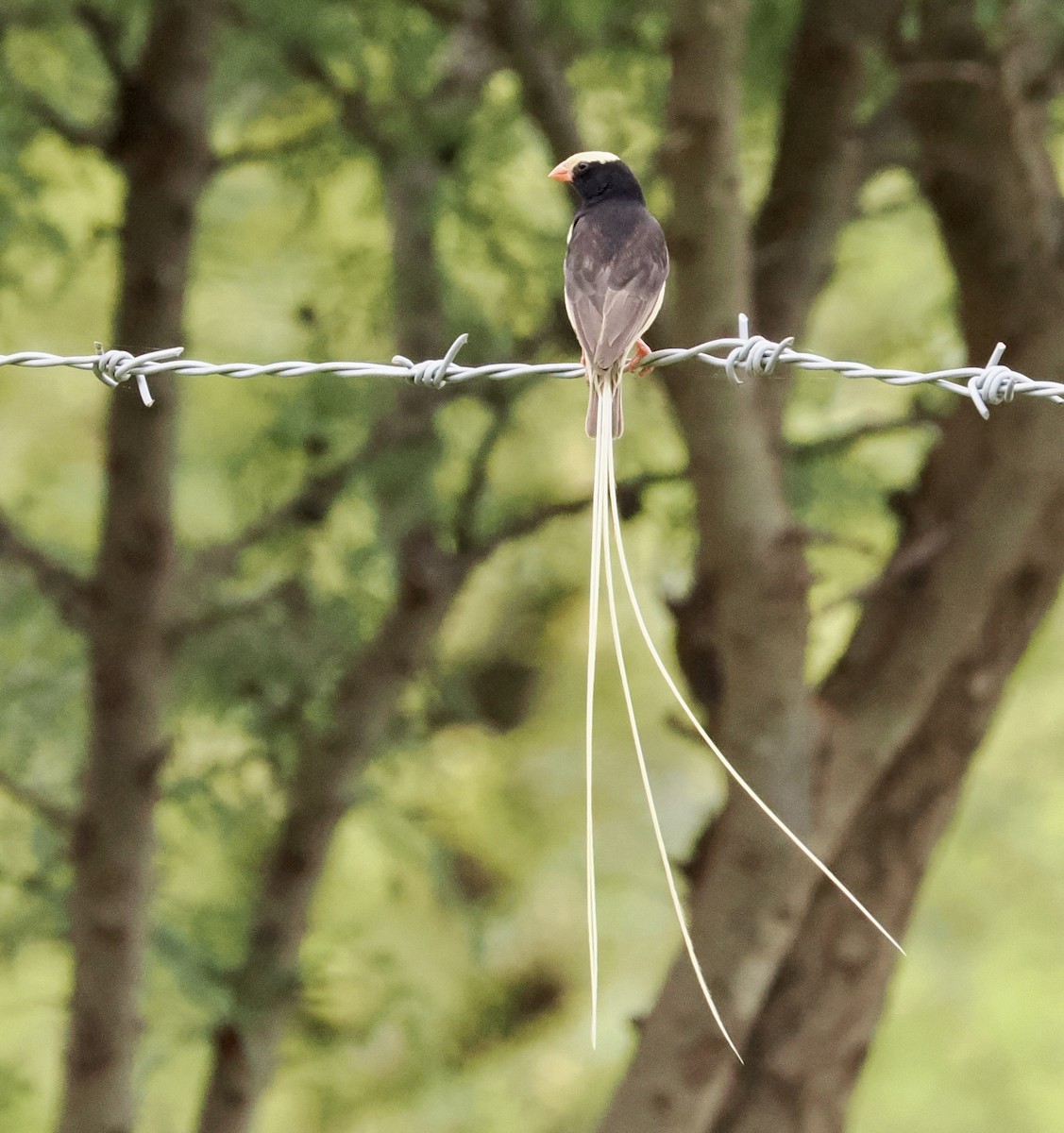 Straw-tailed Whydah - ML634108106