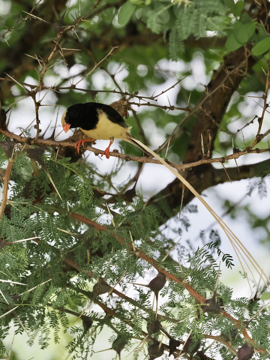 Straw-tailed Whydah - ML634108172
