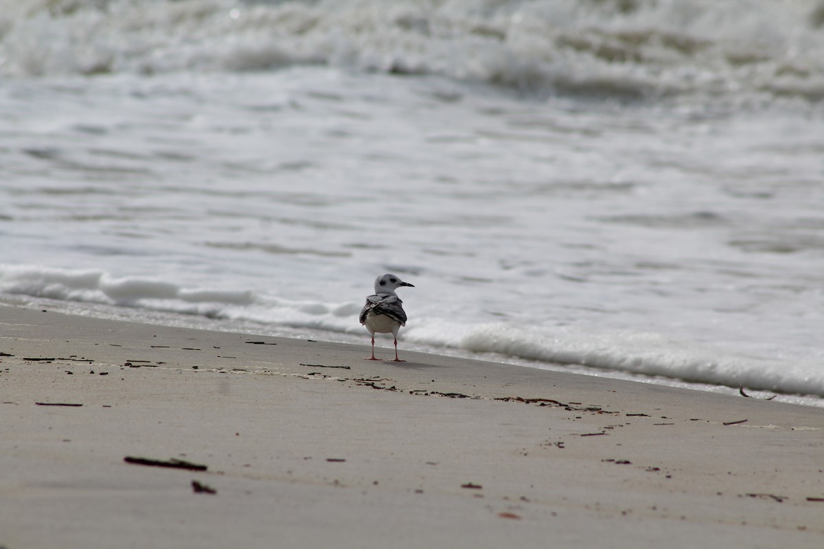 Bonaparte's Gull - ML634108254