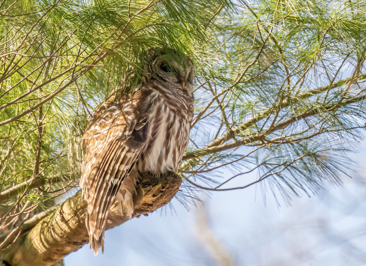 Barred Owl - ML634108314