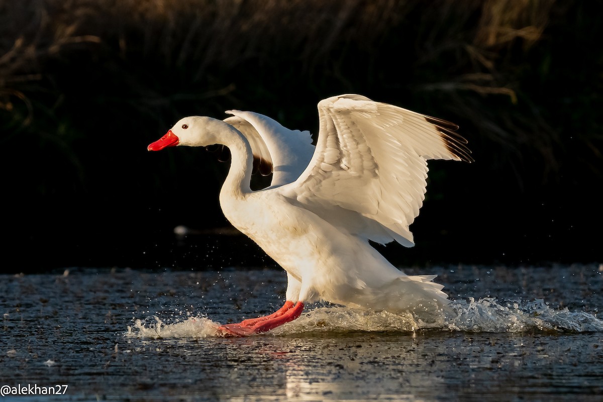 Coscoroba Swan - ML634108362