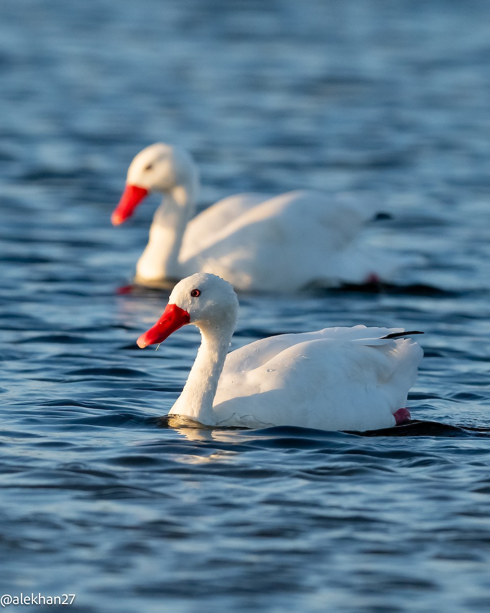 Coscoroba Swan - ML634108369