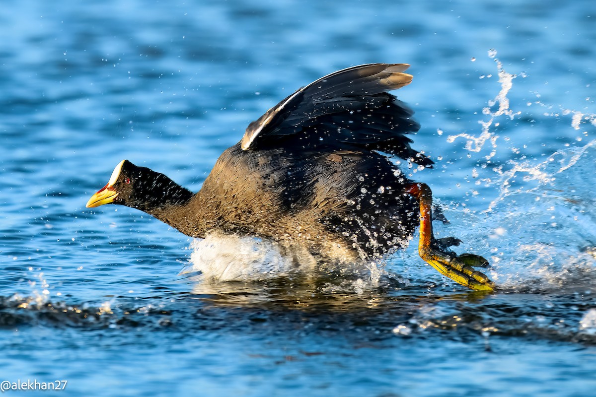 Red-gartered Coot - ML634108405