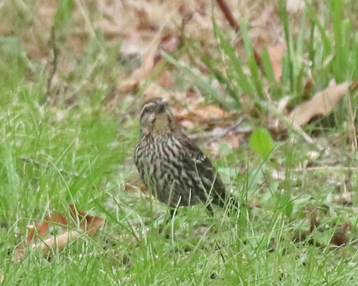 Red-winged Blackbird - ML634108420