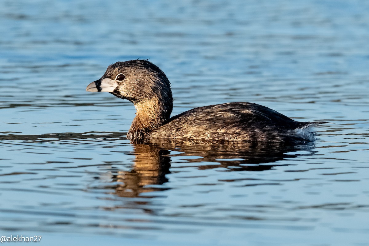 Pied-billed Grebe - ML634108431