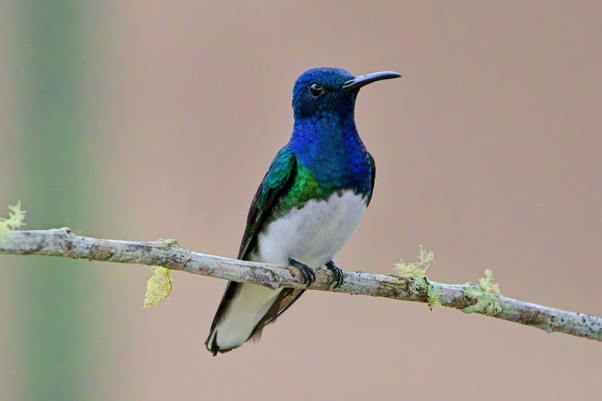 Beyaz Yakalı Kolibri - ML634108450