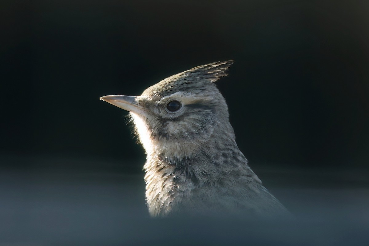 Crested Lark (Crested) - ML634108647