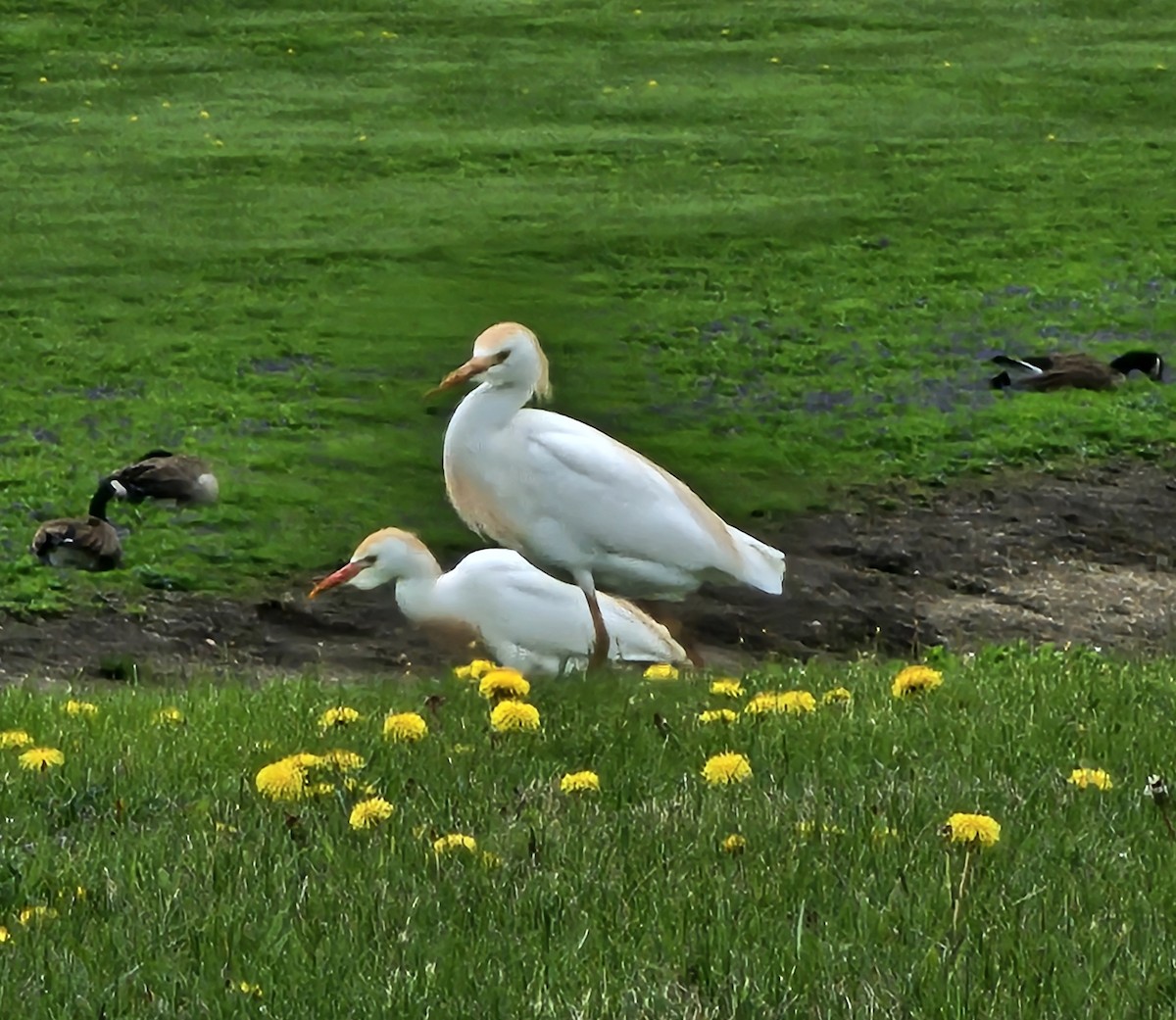Western Cattle-Egret - ML634108695