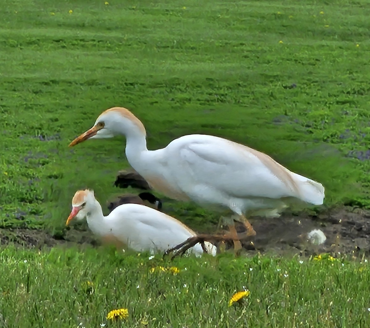 Western Cattle-Egret - ML634108705
