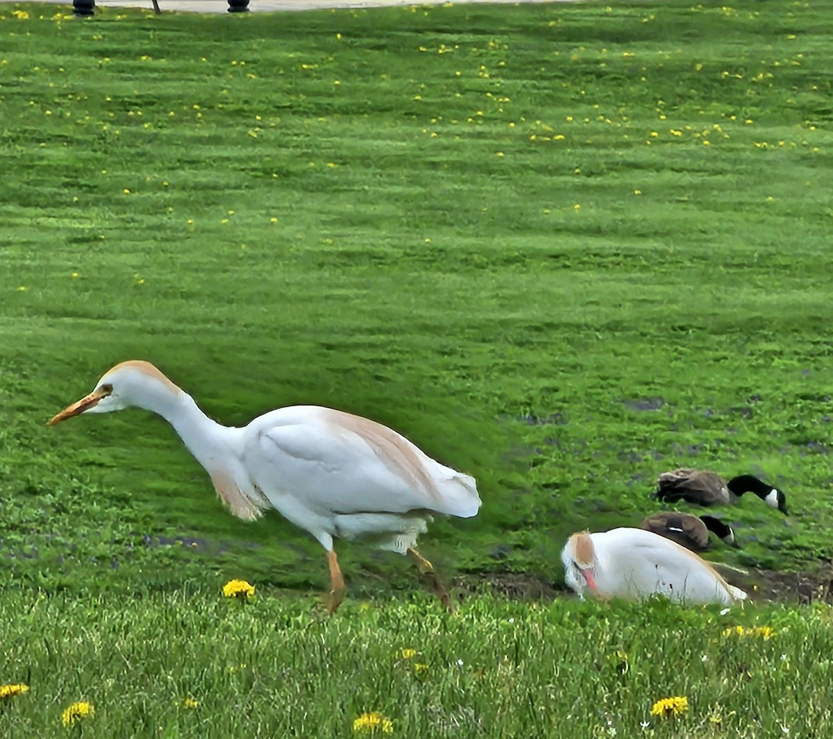Western Cattle-Egret - ML634108777