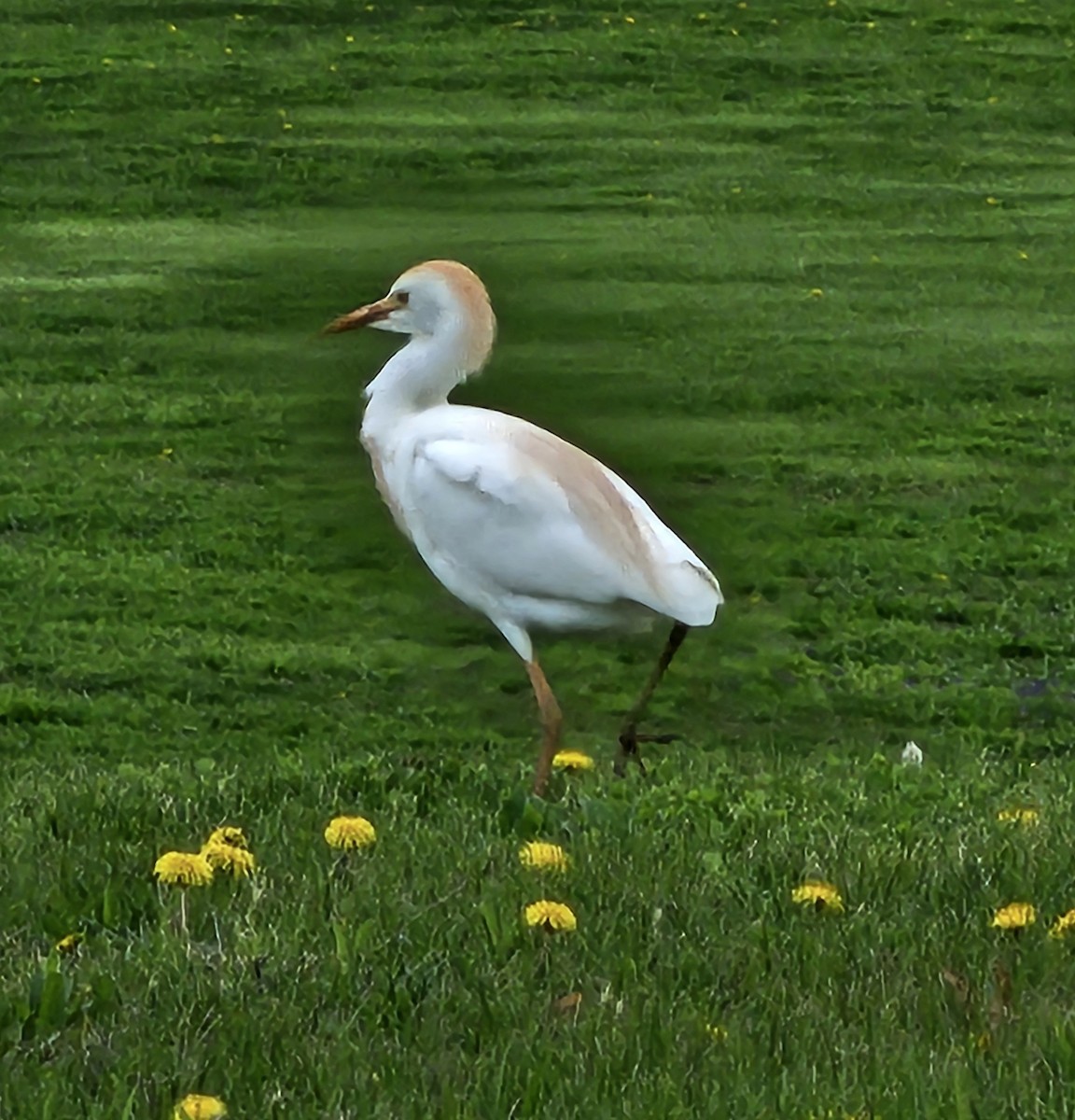 Western Cattle-Egret - ML634108784