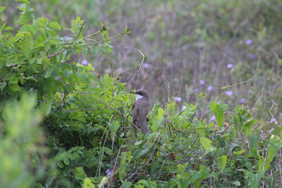 Yellow-billed Cuckoo - ML634108838