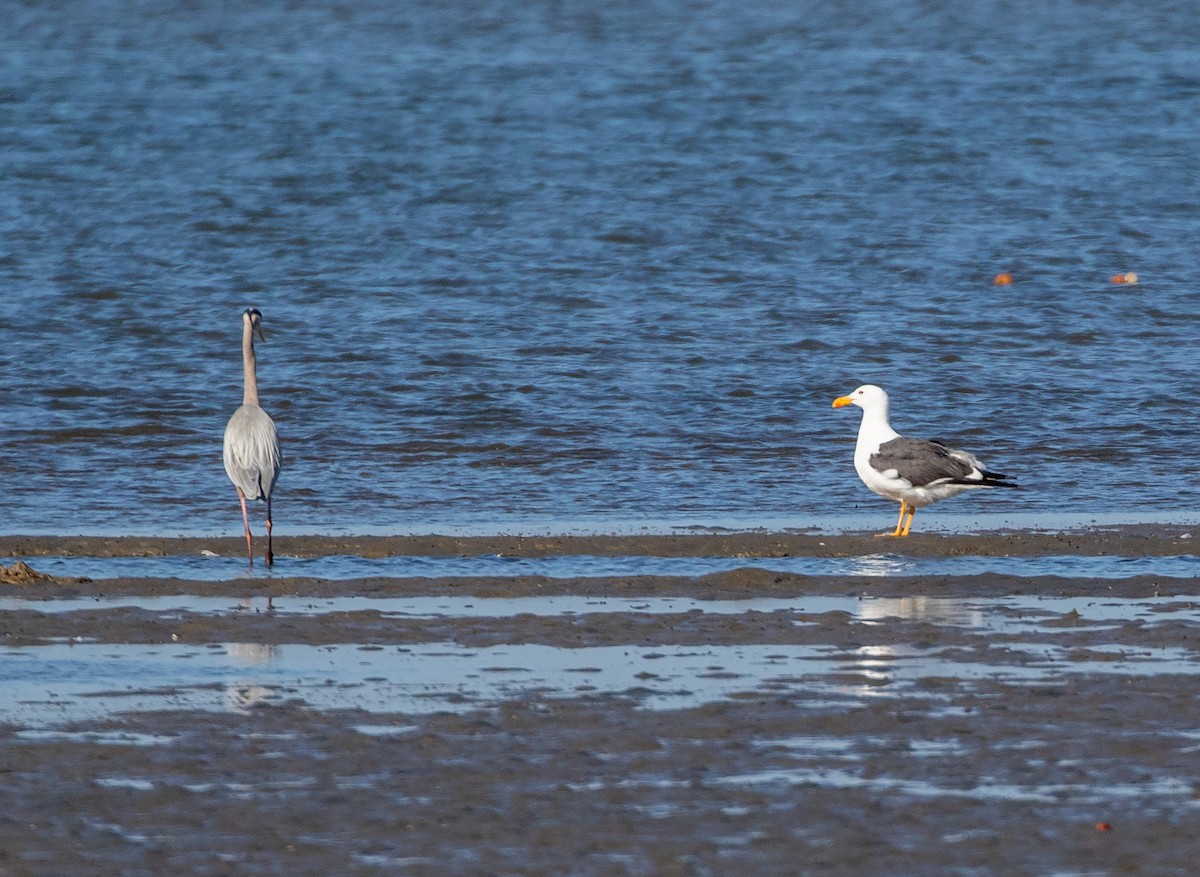 Yellow-footed Gull - ML634108841