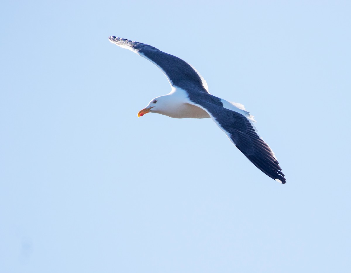Yellow-footed Gull - ML634108847