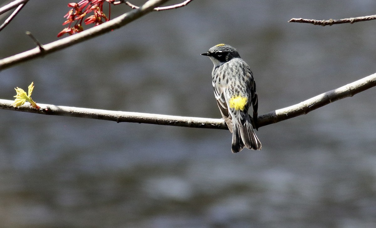 Yellow-rumped Warbler - ML634109101