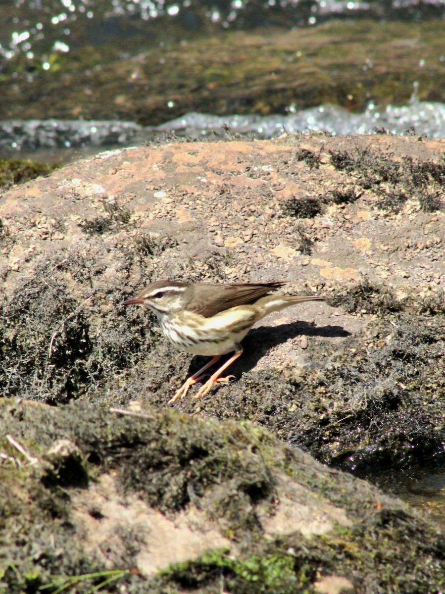 Louisiana Waterthrush - ML634109132