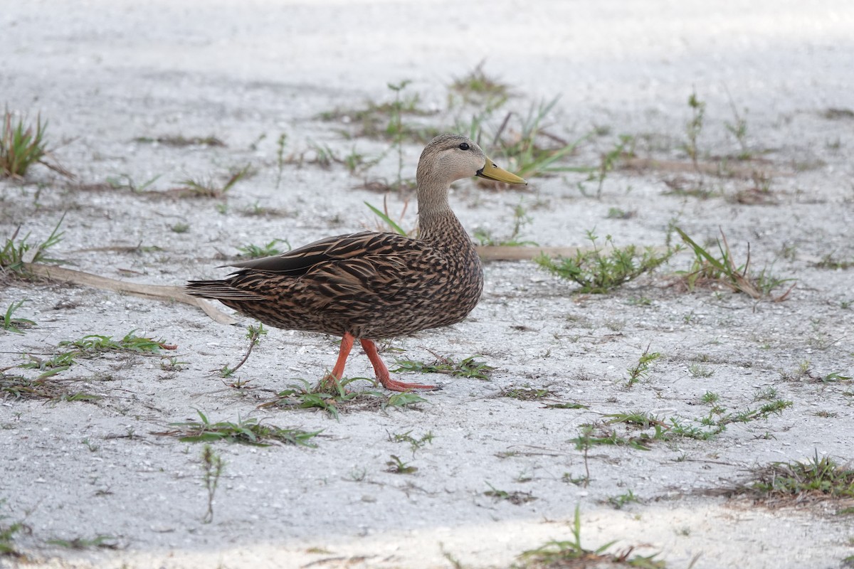 Mottled Duck - ML634109144