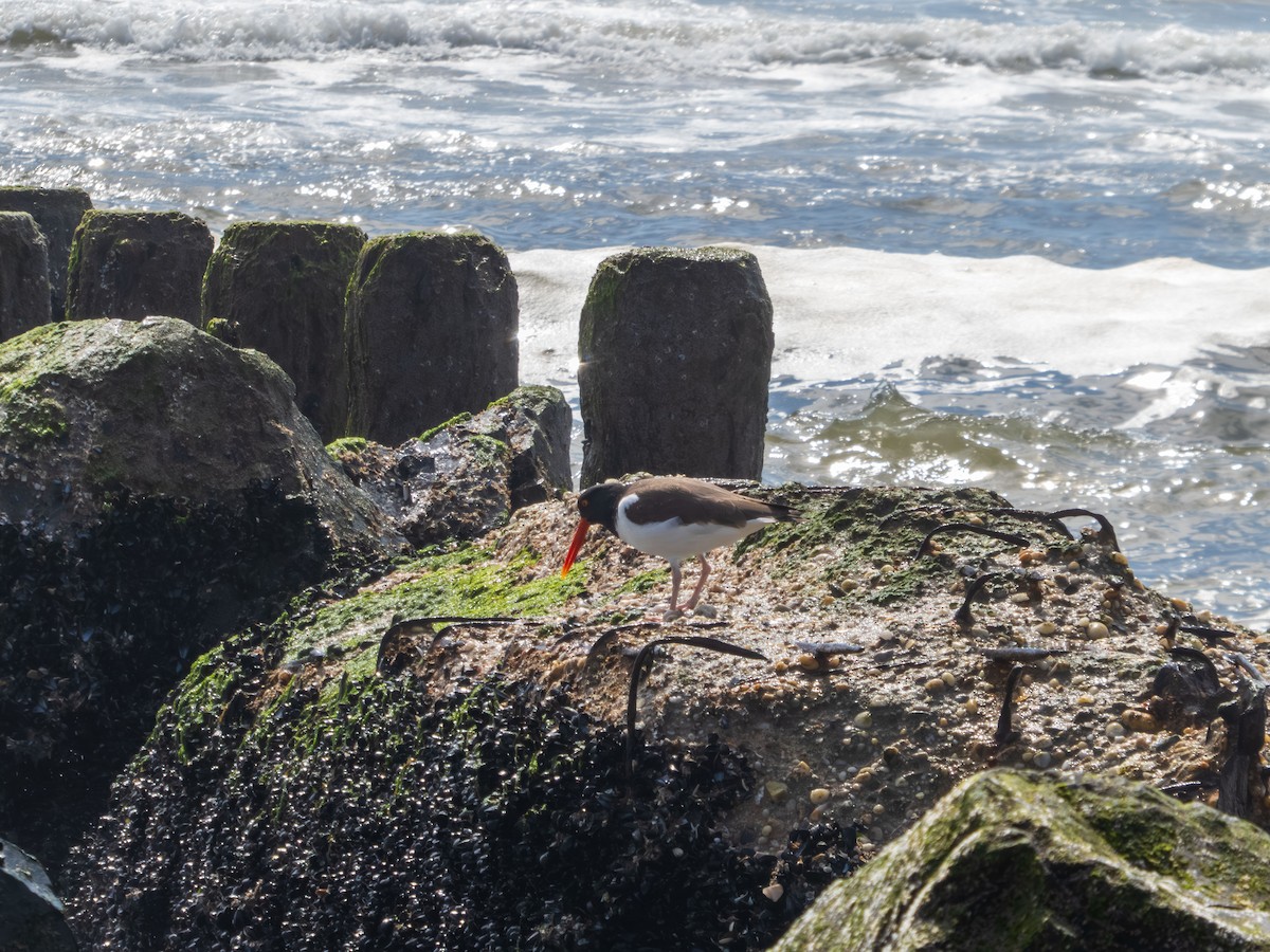 American Oystercatcher - ML634109149