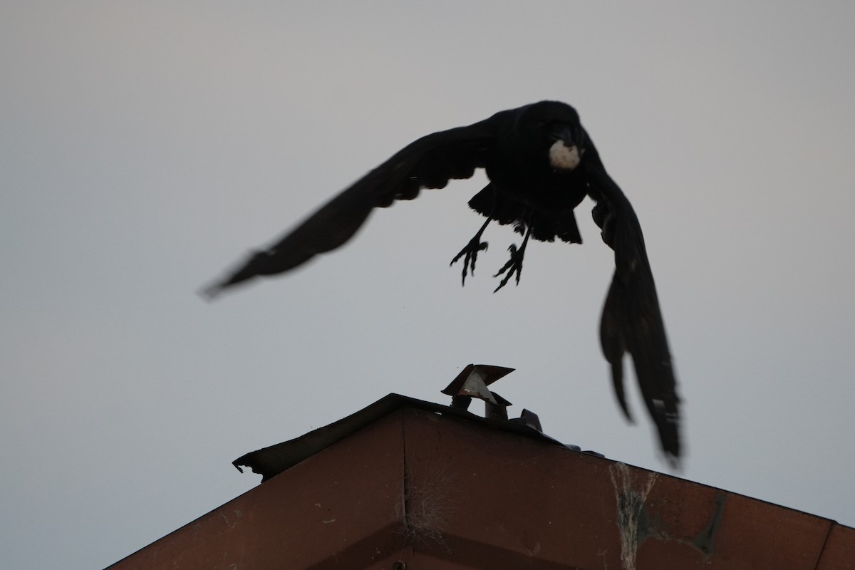 Fish Crow - ML634109215
