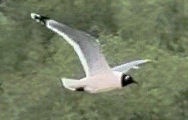 Gabbiano di Franklin - ML634109254