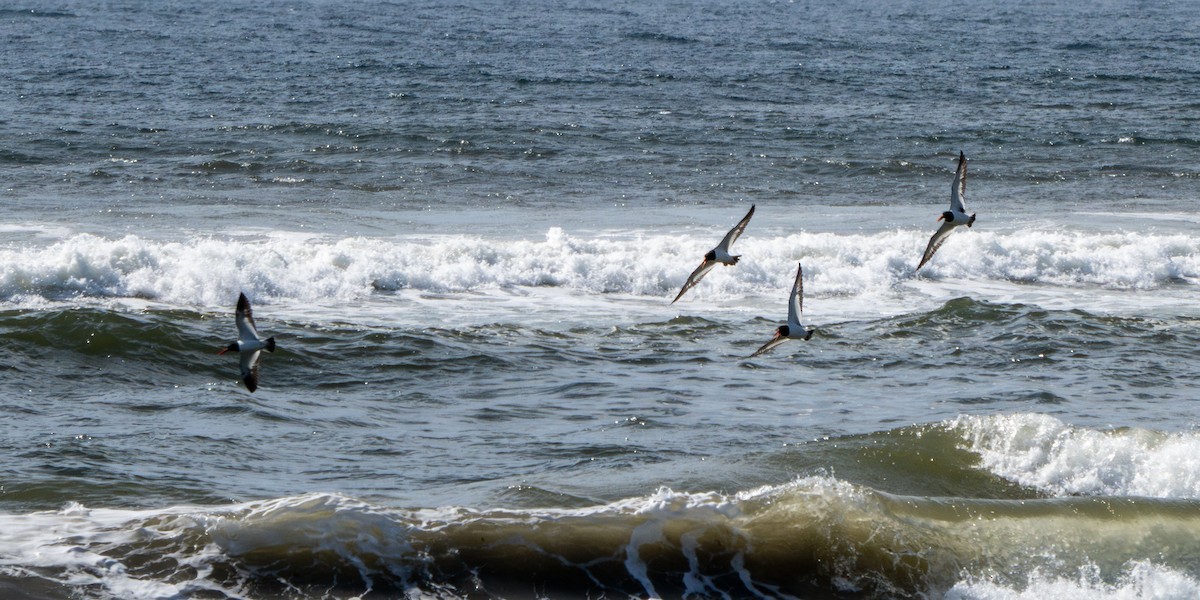 American Oystercatcher - ML634109269