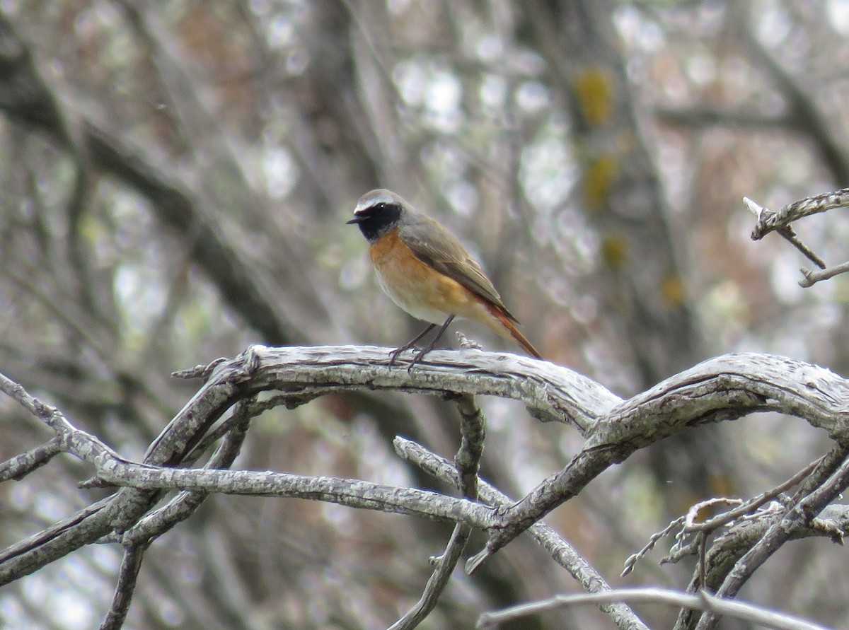 Common Redstart - ML634109339