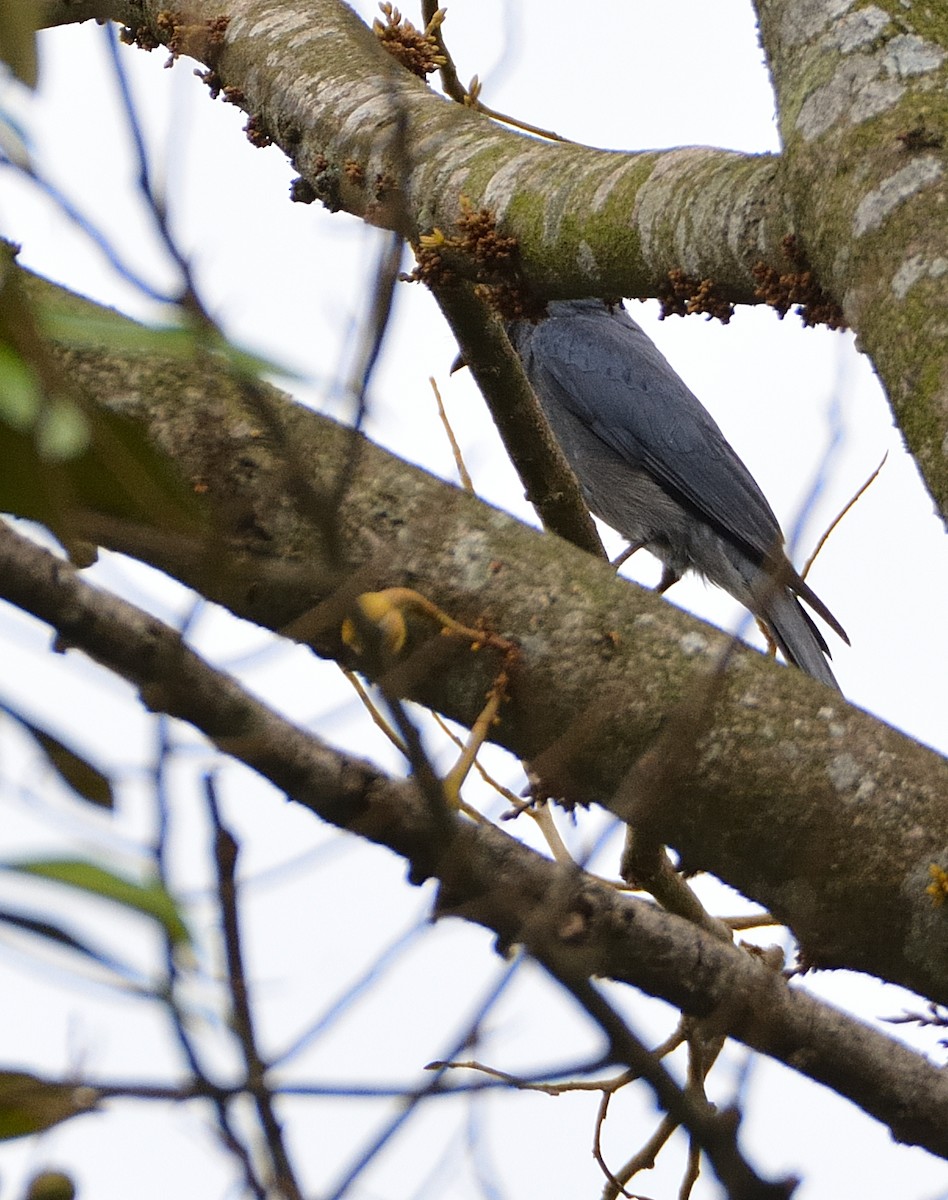 Ashy Drongo (Sooty) - ML634109340