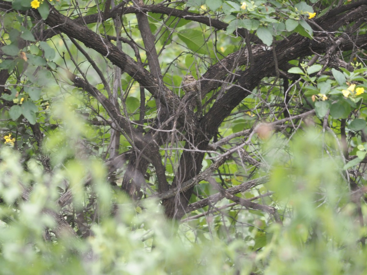 Scrub Nightjar - ML634109416