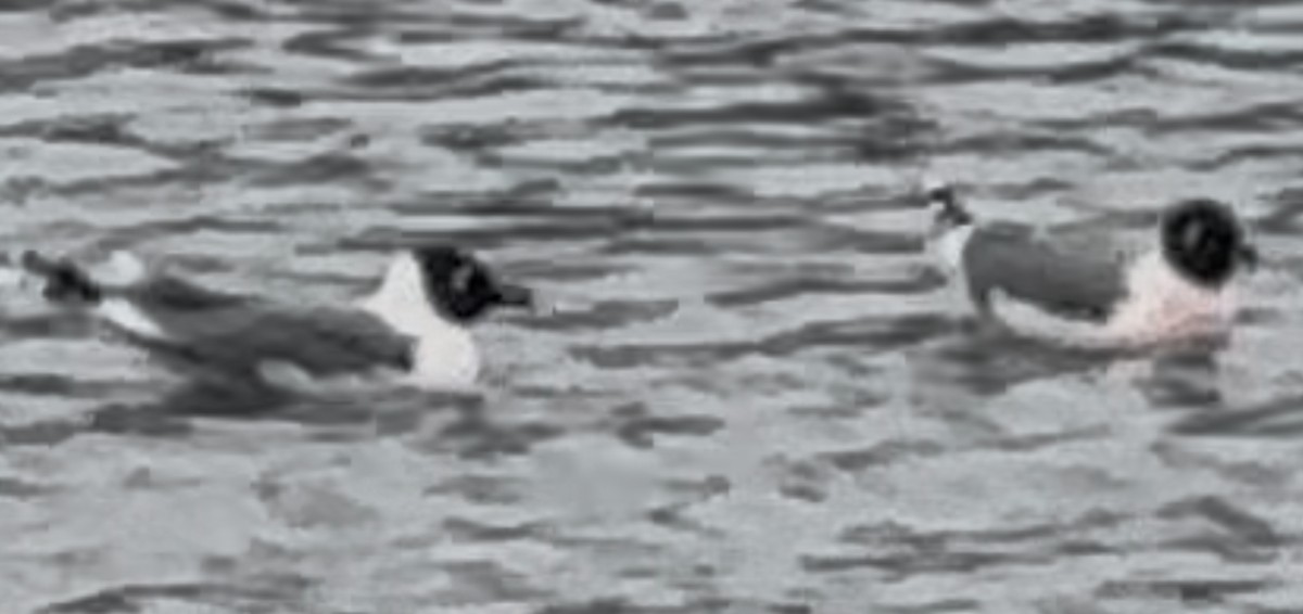 Gabbiano di Franklin - ML634109424