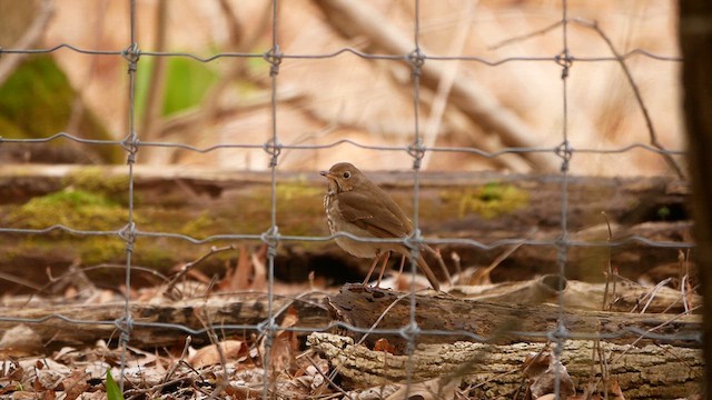 Hermit Thrush - ML634109451