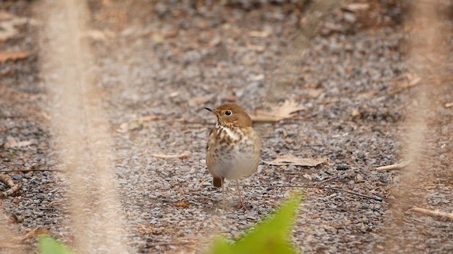 Hermit Thrush - ML634109457