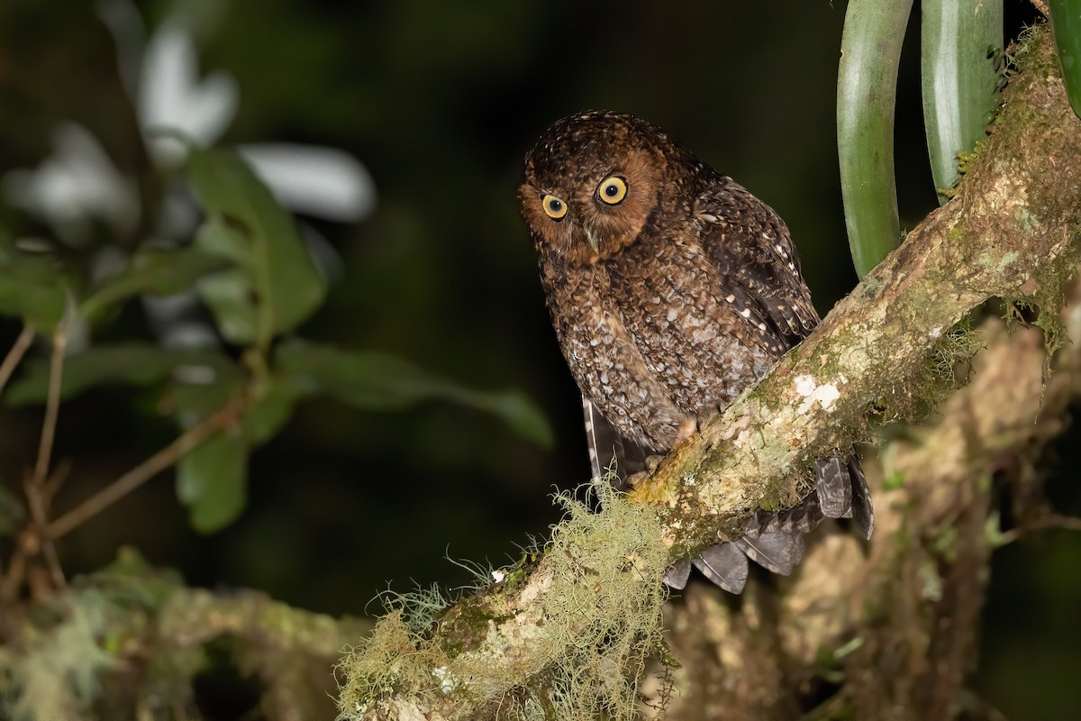 Bare-shanked Screech-Owl - ML634109458
