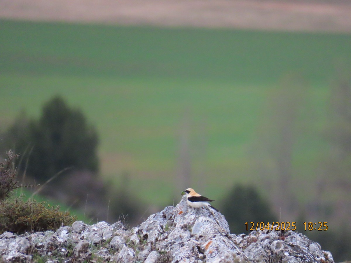 Western Black-eared Wheatear - ML634109551