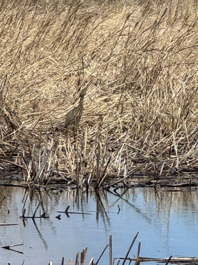 American Bittern - ML634109553