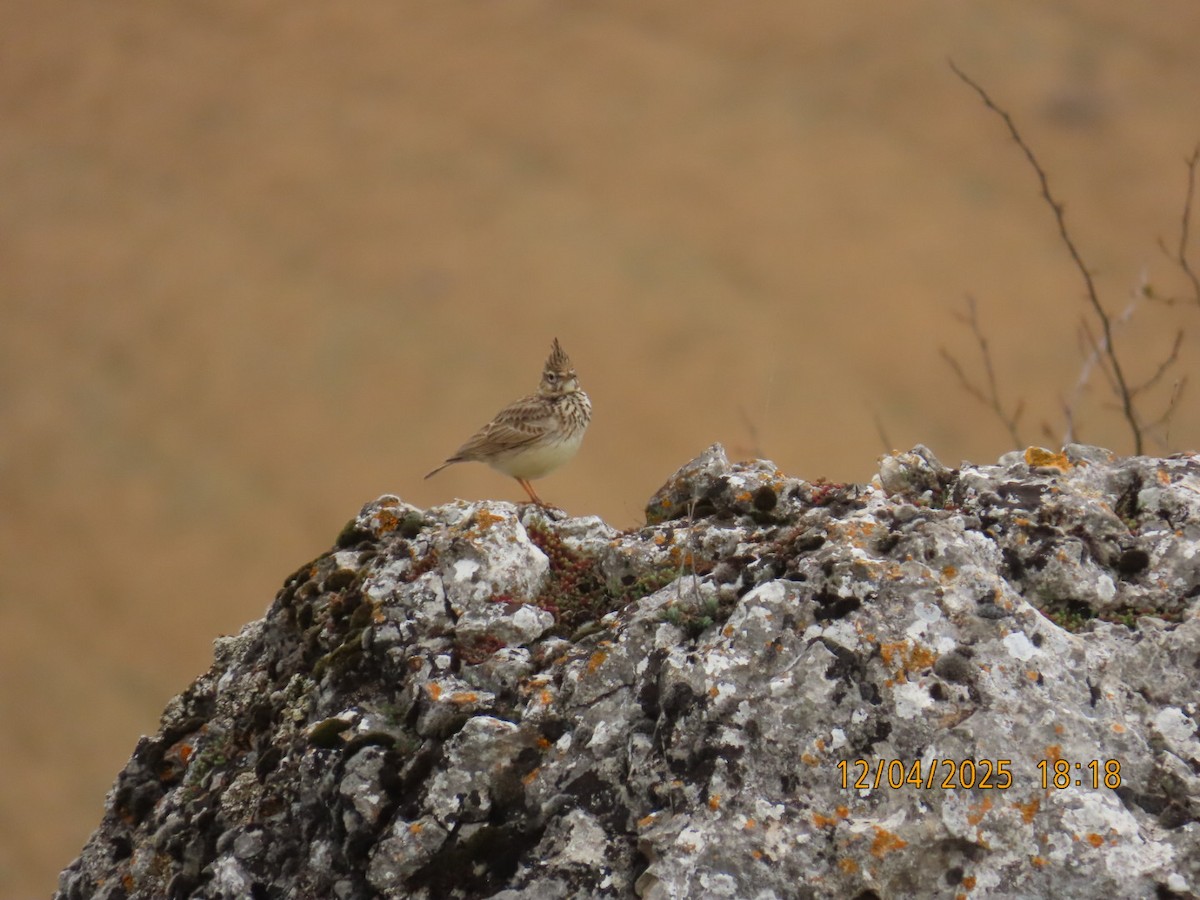 Thekla's Lark - ML634109593