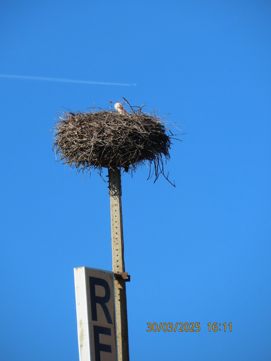 White Stork - ML634109639