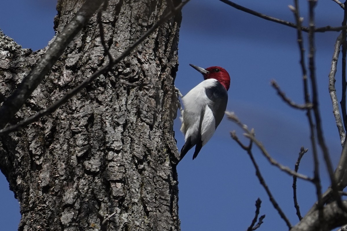 Red-headed Woodpecker - ML634109755
