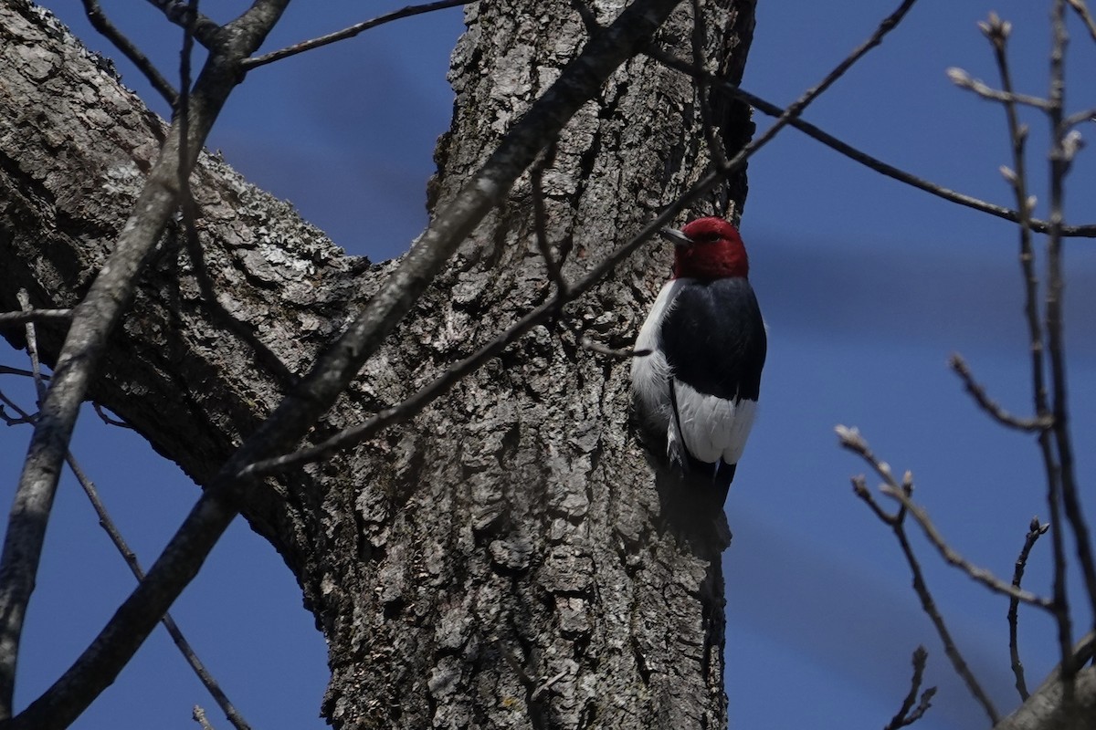 Red-headed Woodpecker - ML634109756
