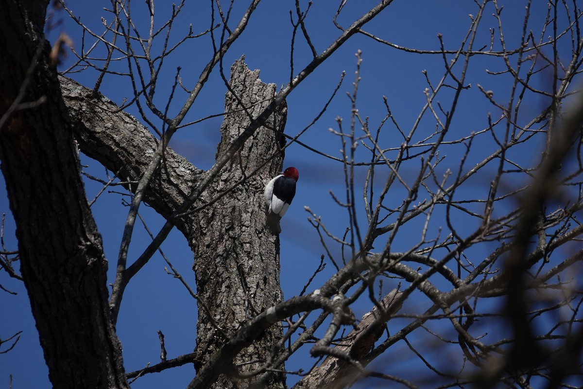 Red-headed Woodpecker - ML634109757