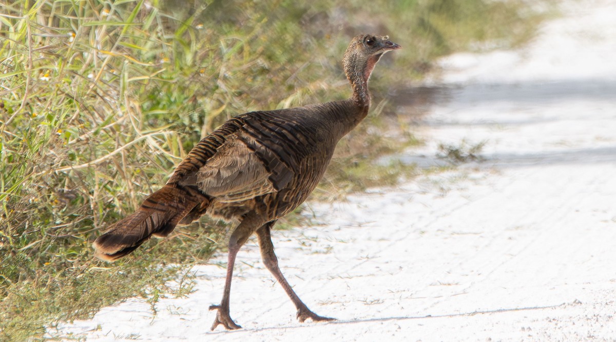 Wild Turkey - ML634109882