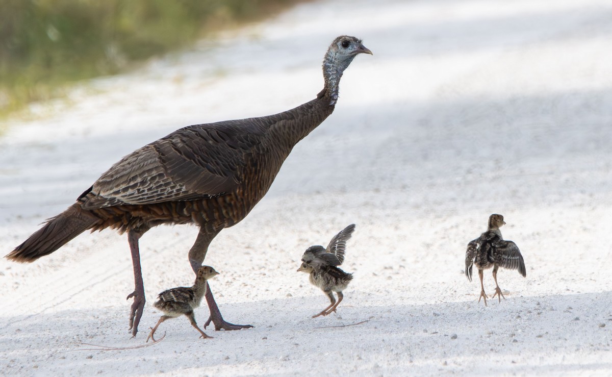 Wild Turkey - ML634109884