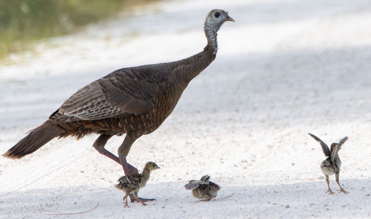 Wild Turkey - ML634109885
