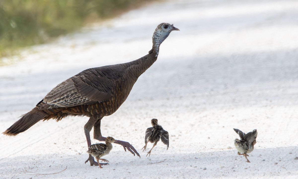 Wild Turkey - ML634109886