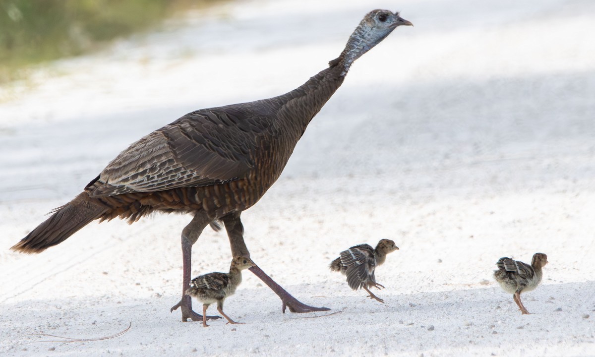 Wild Turkey - ML634109888