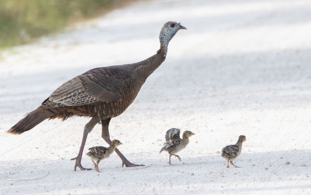 Wild Turkey - ML634109889