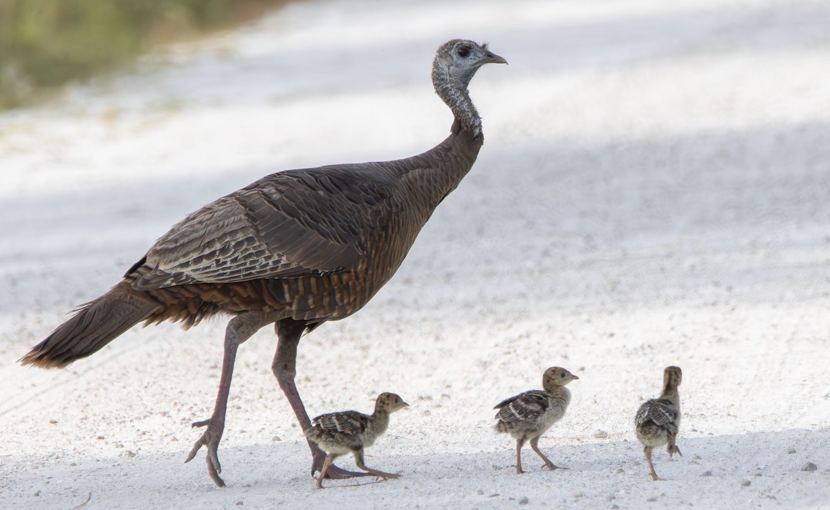 Wild Turkey - ML634109890