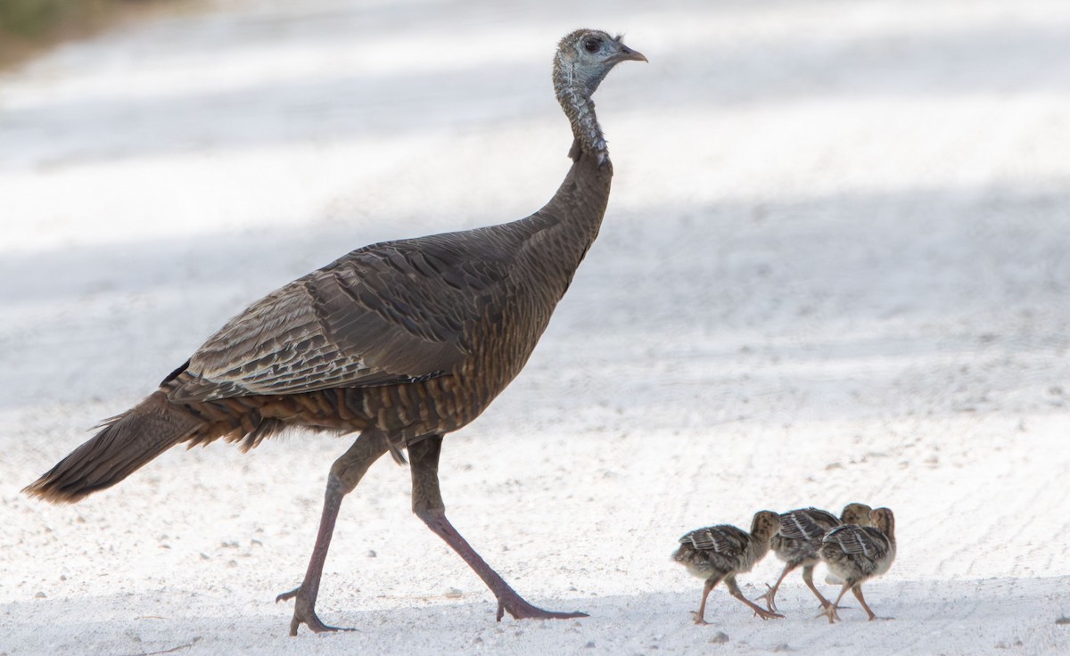 Wild Turkey - ML634109891