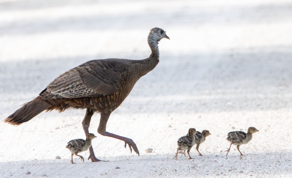 Wild Turkey - ML634109892